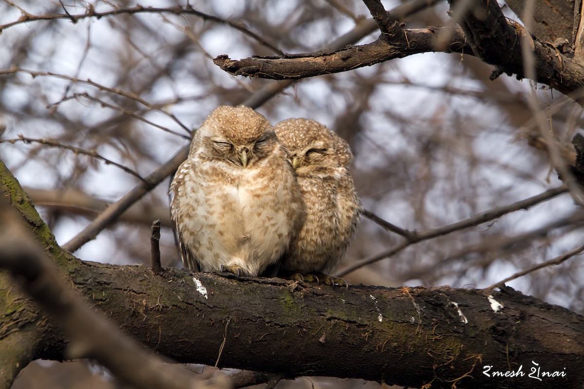 Spotted Owlet - ML244142021