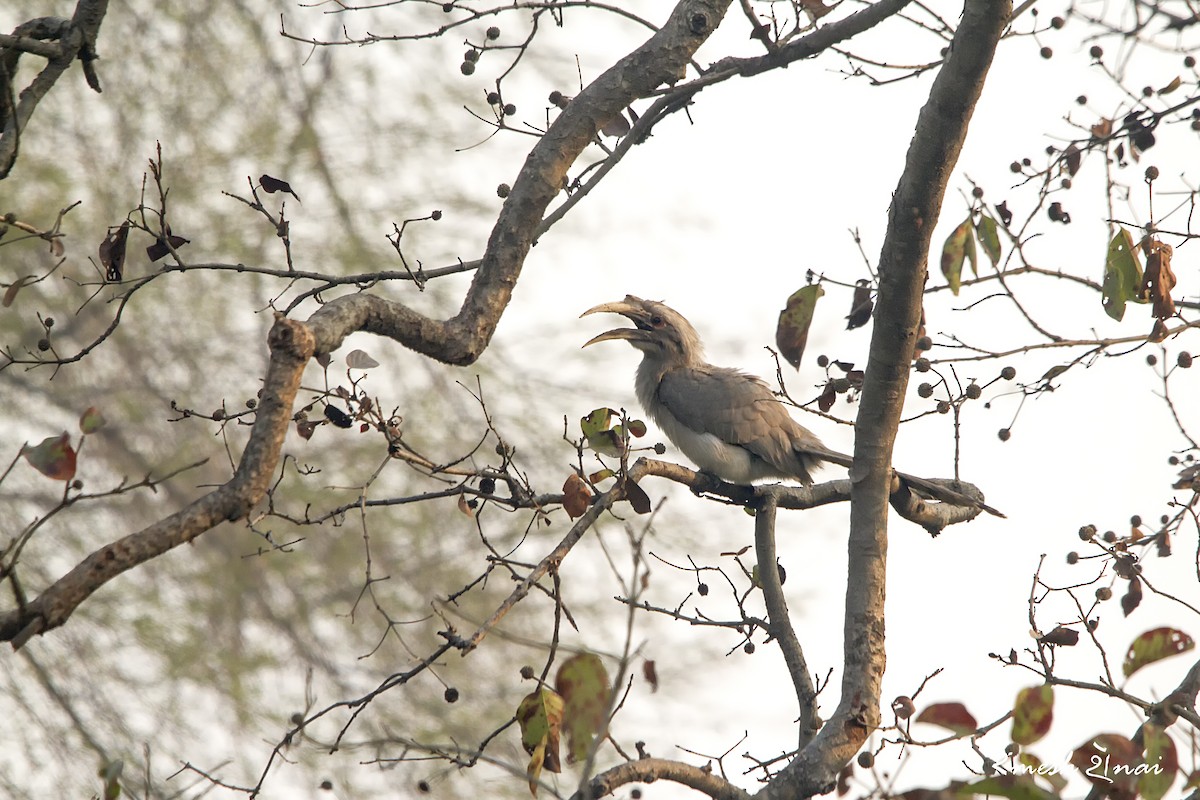 Indian Gray Hornbill - ML244142081