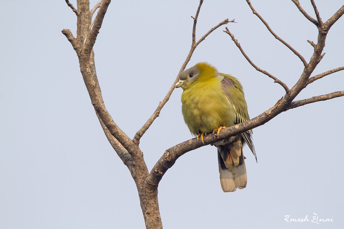 Yellow-footed Green-Pigeon - ML244142121
