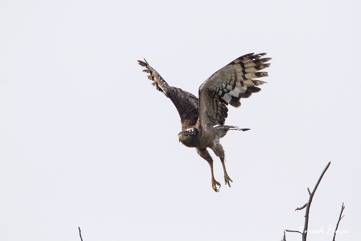 Crested Serpent-Eagle - ML244142421