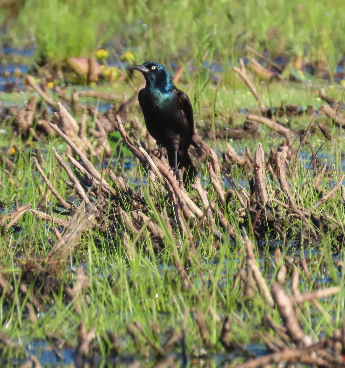 Common Grackle - sheila goss