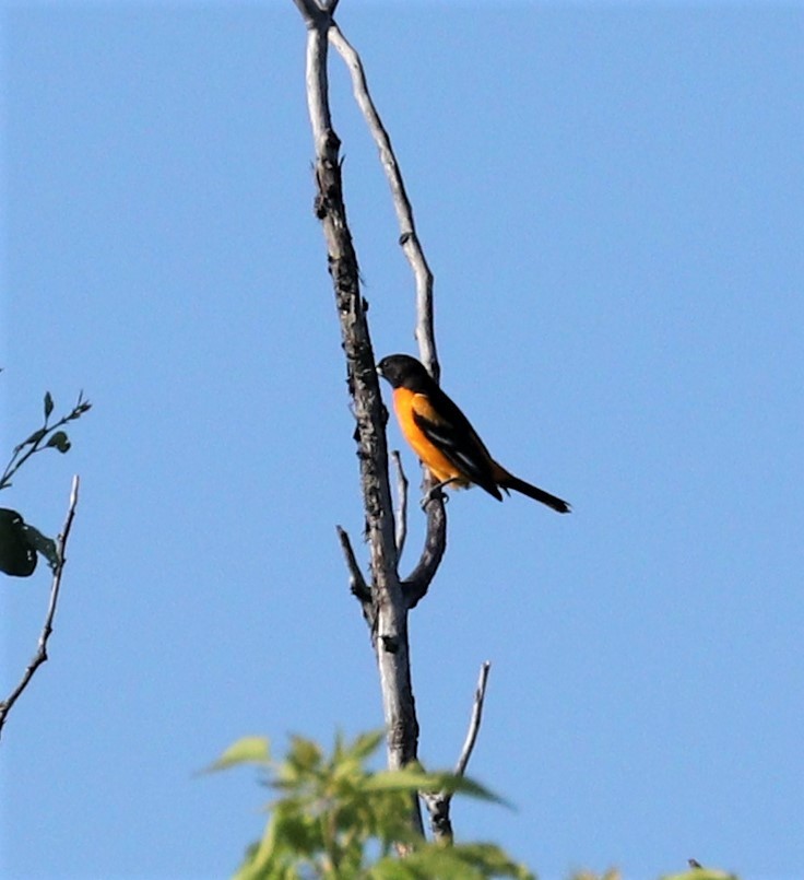 Baltimore Oriole - ML244144701