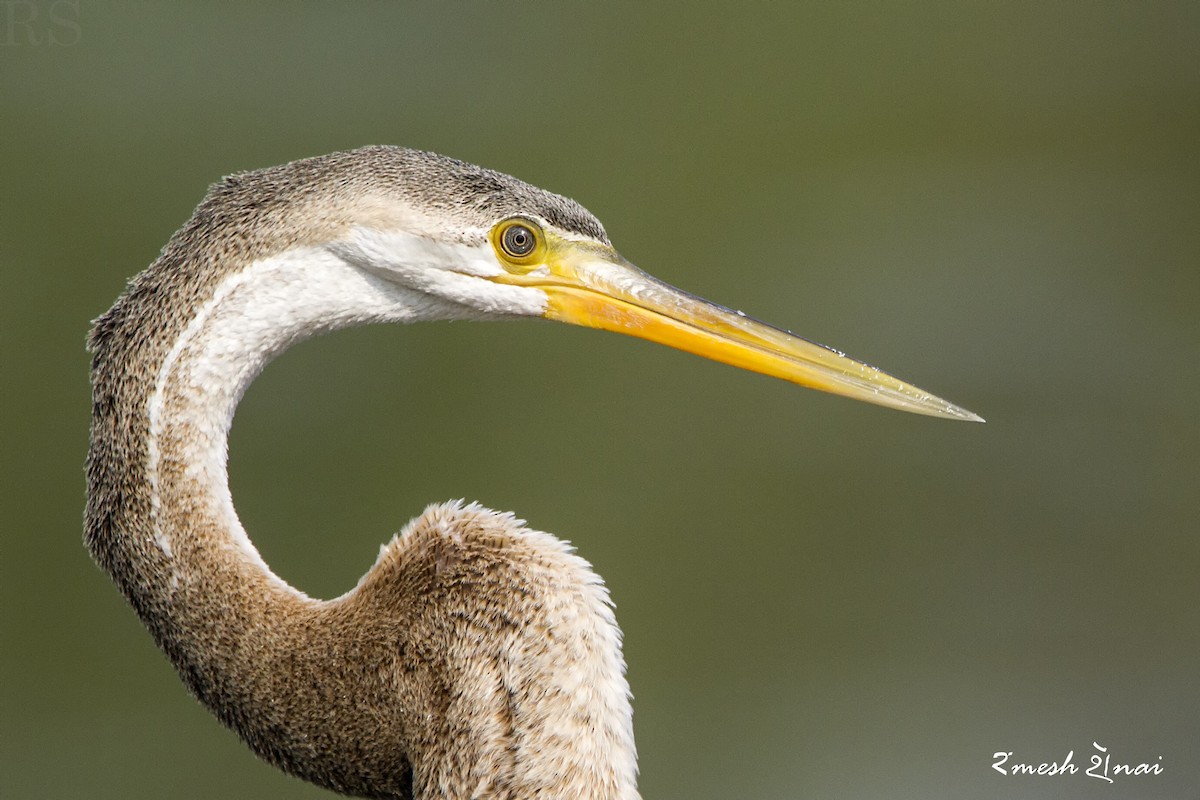 Anhinga Asiática - ML244145631