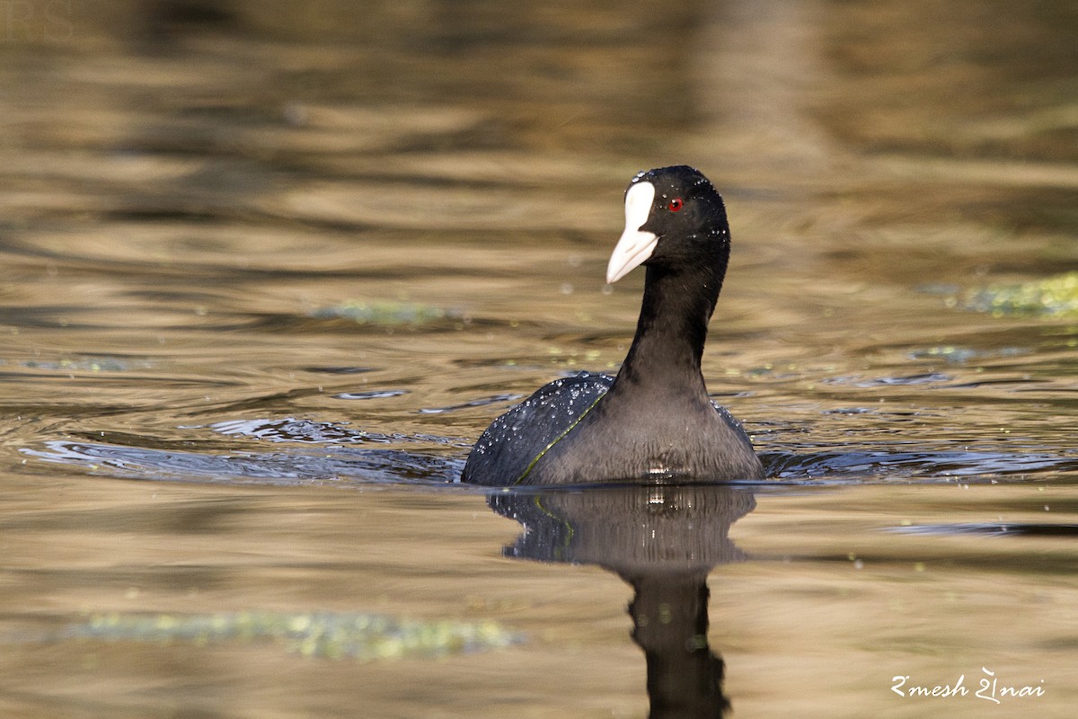 Eurasian Coot - ML244146611