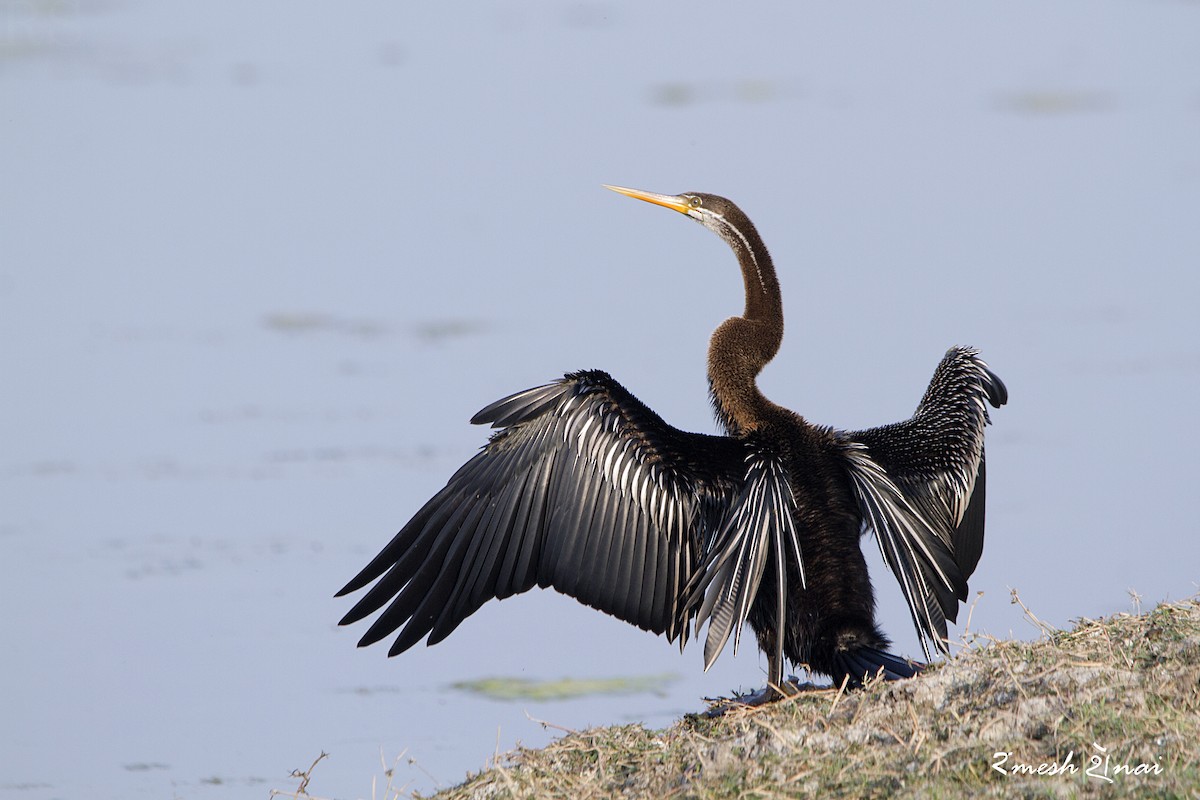 Anhinga Asiática - ML244146721