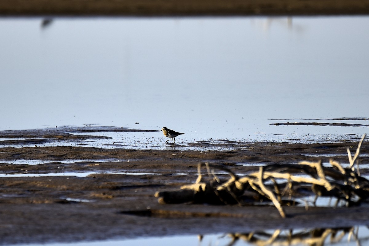 Rufous-chested Dotterel - ML244147981