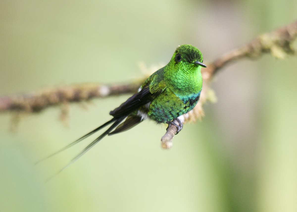 Green Thorntail - Andres Vasquez Noboa