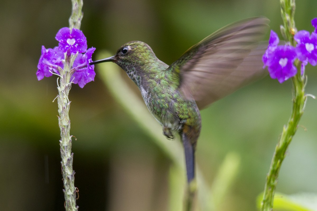 Greenish Puffleg - Andres Vasquez Noboa