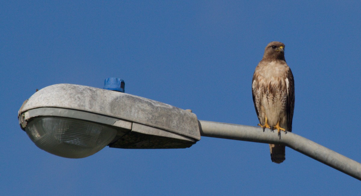 Red-tailed Hawk - ML244149801