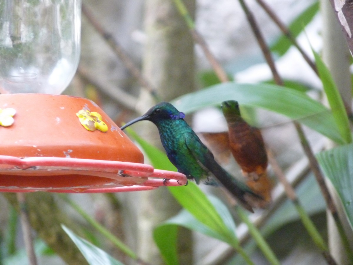kolibřík modrolící - ML244150751