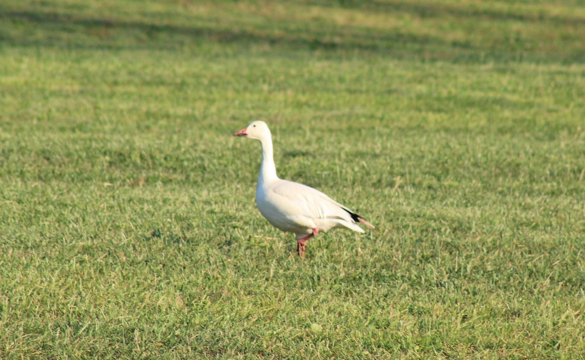 Snow Goose - ML244152841