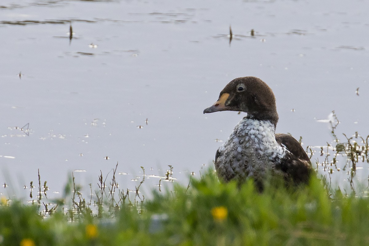 King Eider - Yann Kolbeinsson