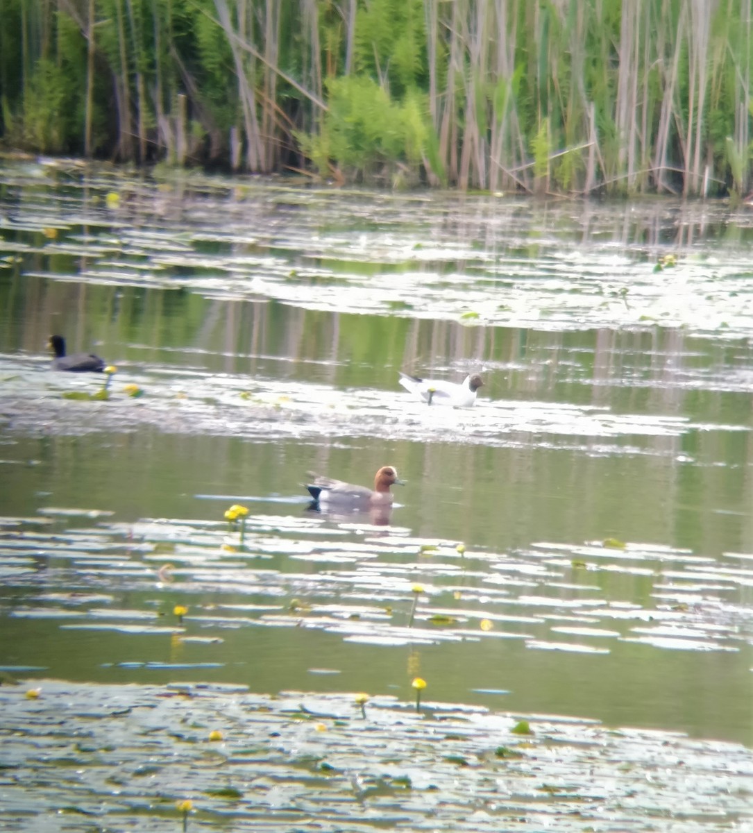 Eurasian Wigeon - ML244155741