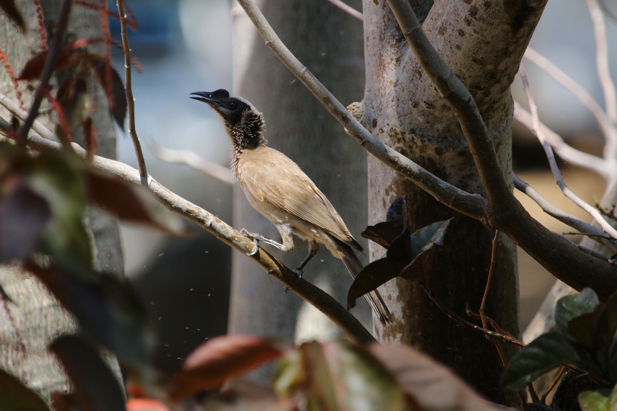 Silver-crowned Friarbird - ML244155821