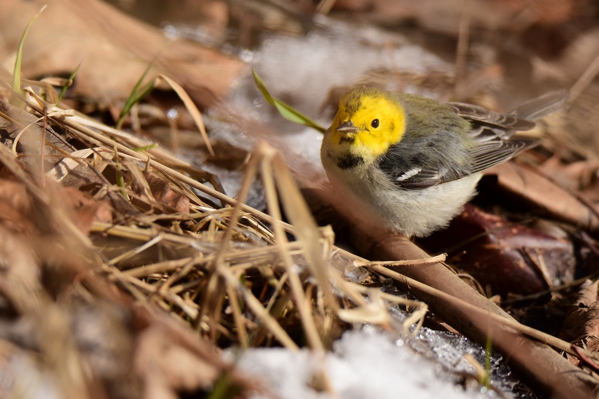 Hermit Warbler - ML24415701