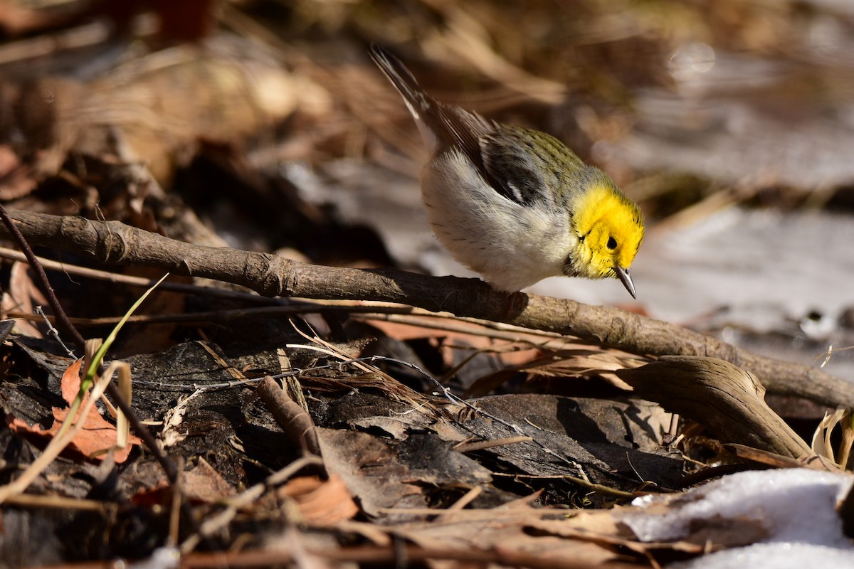 Hermit Warbler - ML24415721