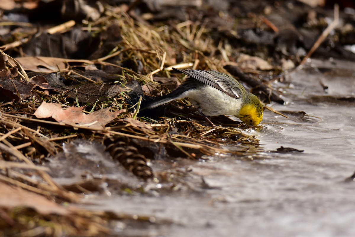 Hermit Warbler - ML24415731