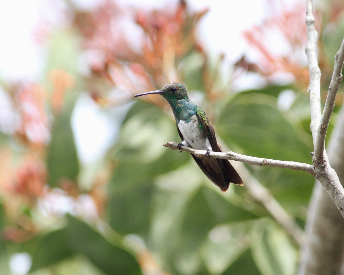 Snowy-bellied Hummingbird - ML244162221