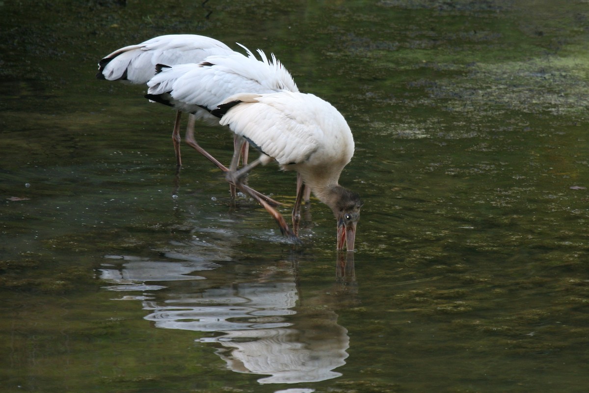 Wood Stork - ML24416241