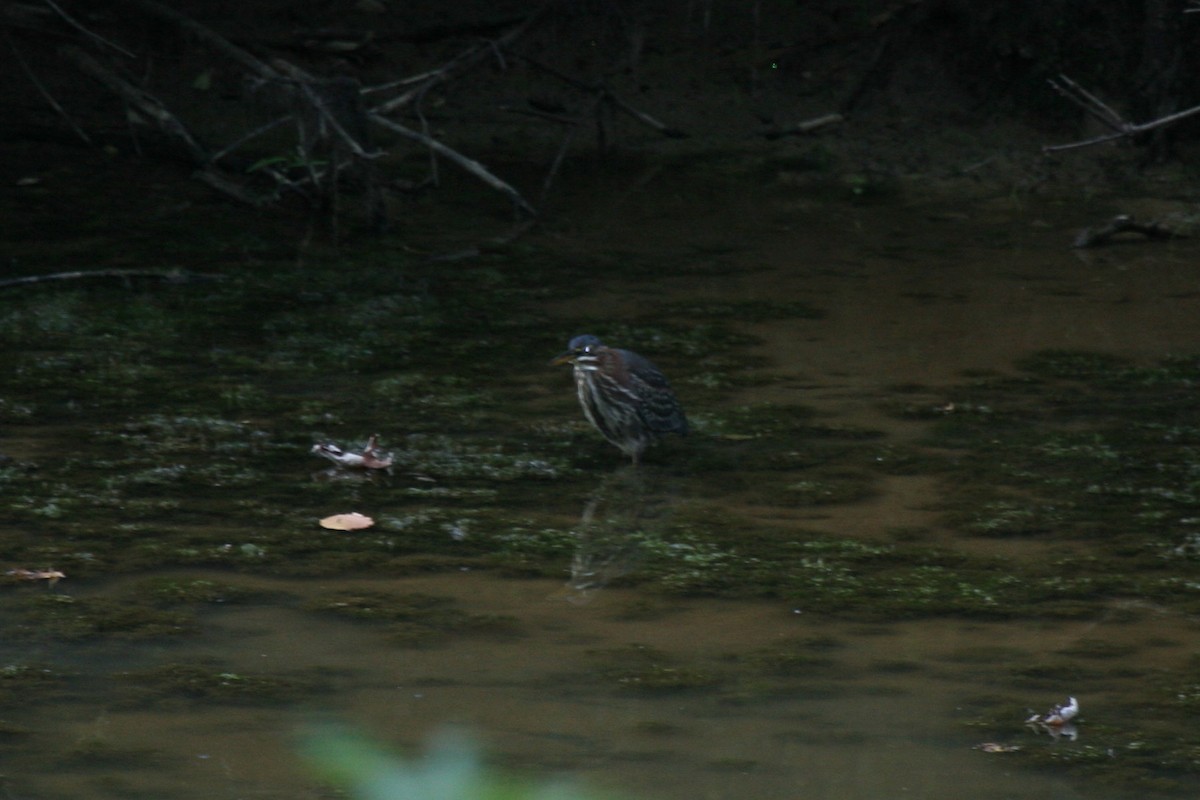 Green Heron - ML24416281