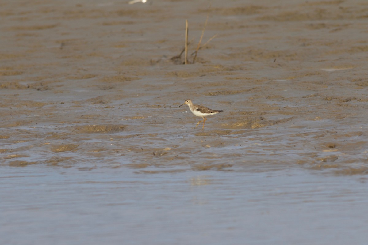 Lesser Yellowlegs - ML244163281