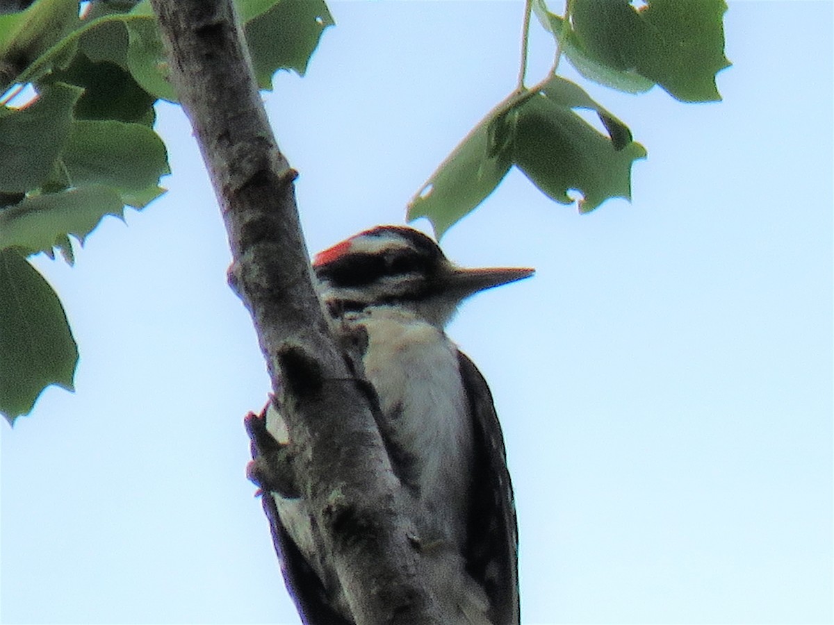 Hairy Woodpecker - ML244164241