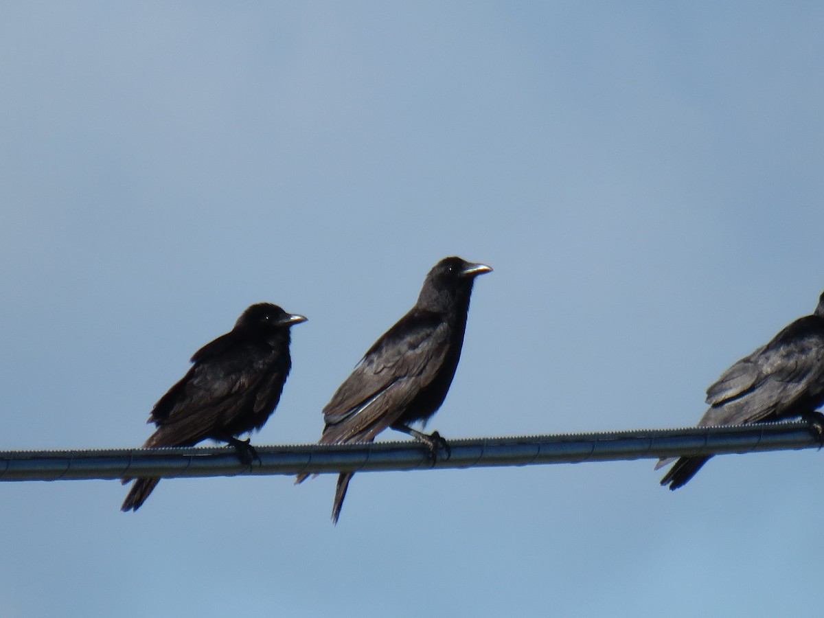 Fish Crow - ML244164301