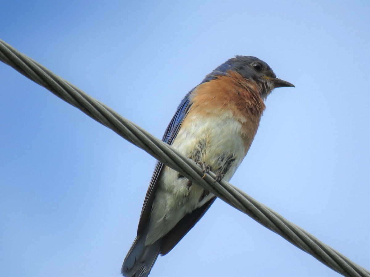 Eastern Bluebird - ML244164321