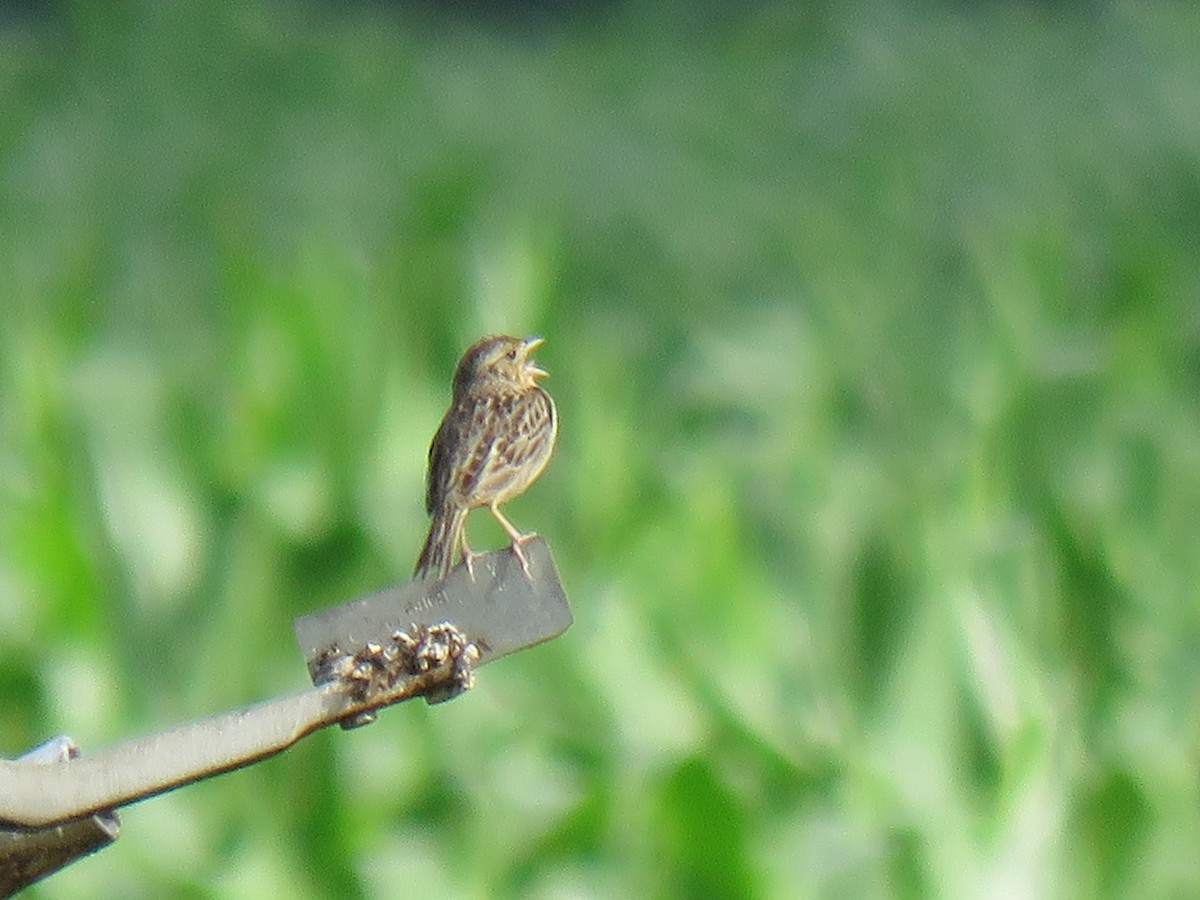 Grasshopper Sparrow - ML244164361