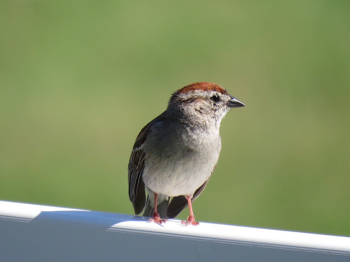 Chipping Sparrow - ML244164381