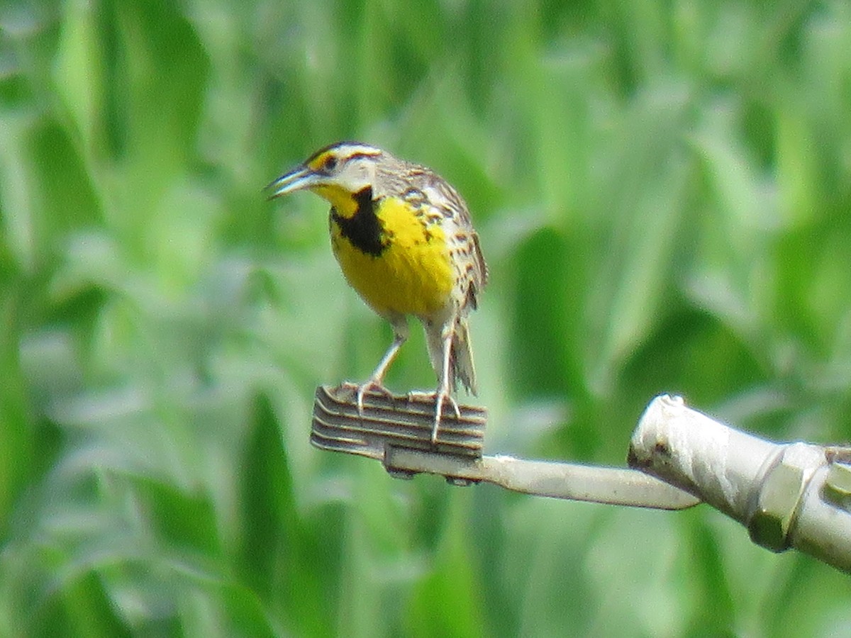 Eastern Meadowlark - Marc Ribaudo