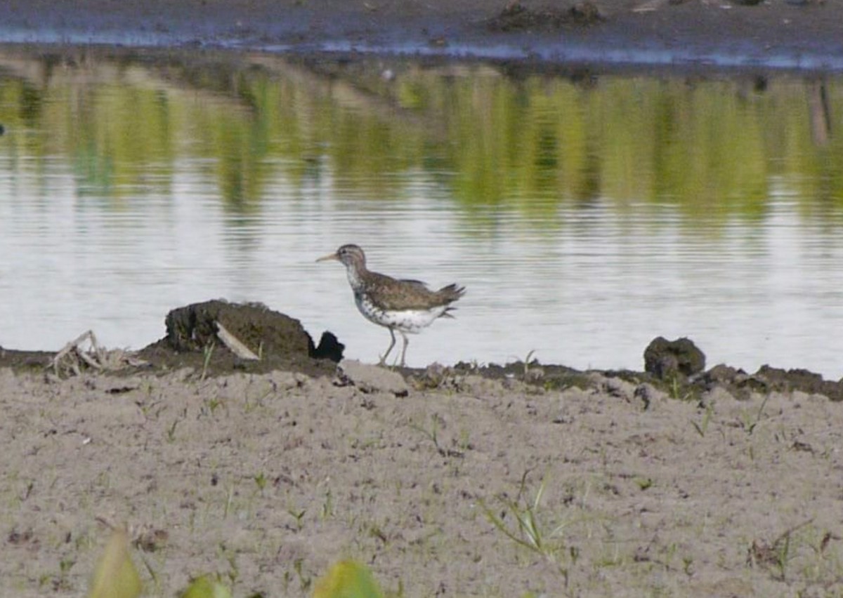 shorebird sp. - Gail Smith