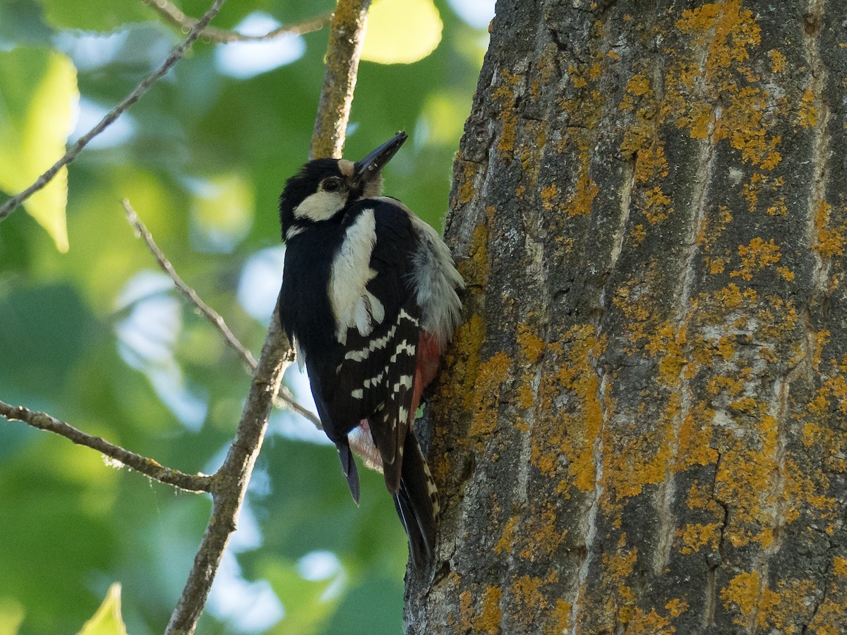 Great Spotted Woodpecker - ML244168641