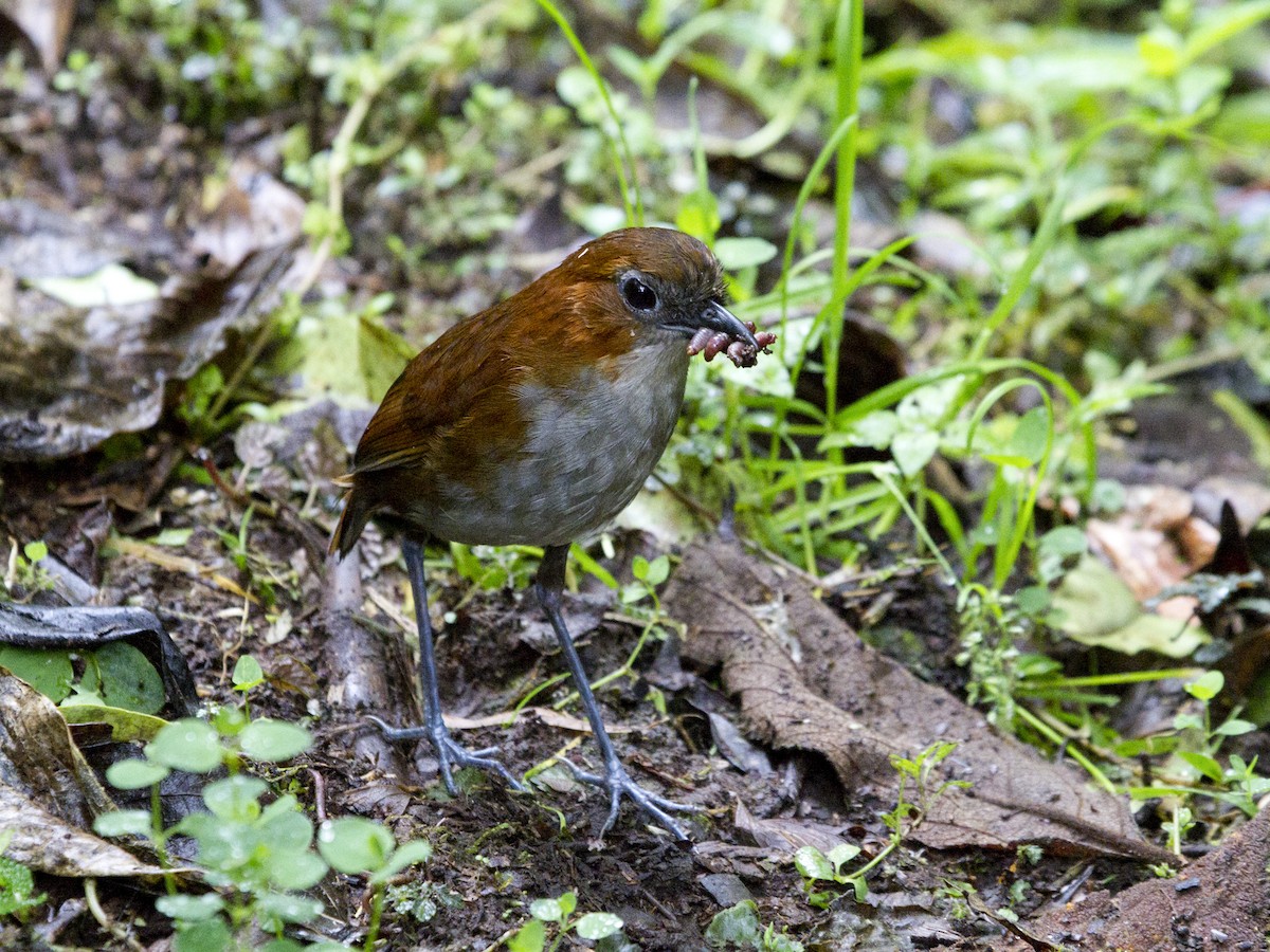 White-bellied Antpitta - Manolo Arribas