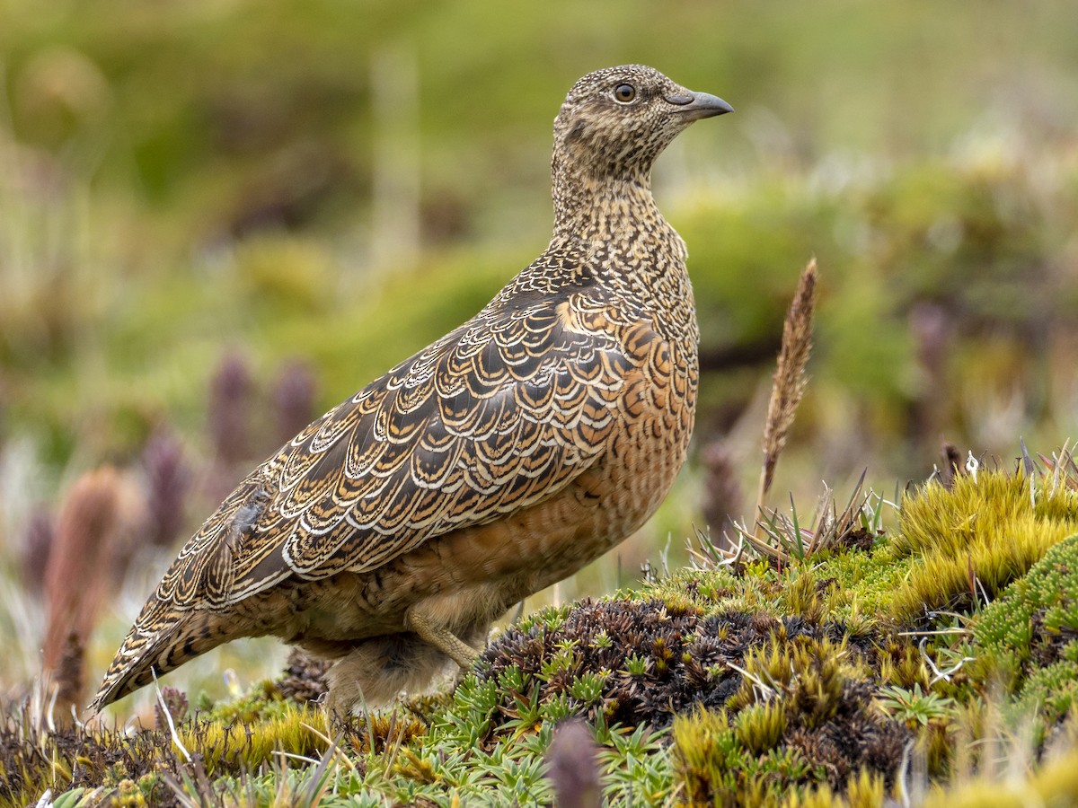 Rufous-bellied Seedsnipe - Andres Vasquez Noboa