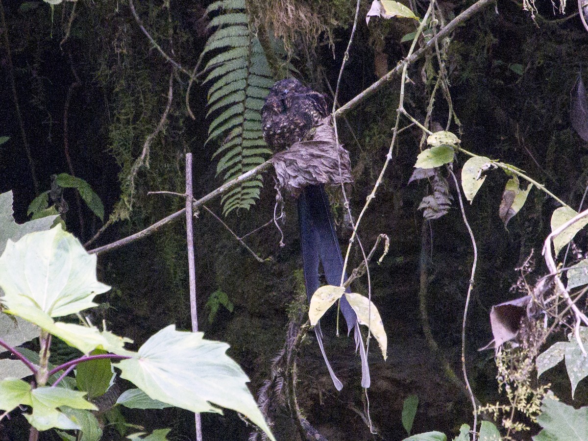 Lyre-tailed Nightjar - Manolo Arribas