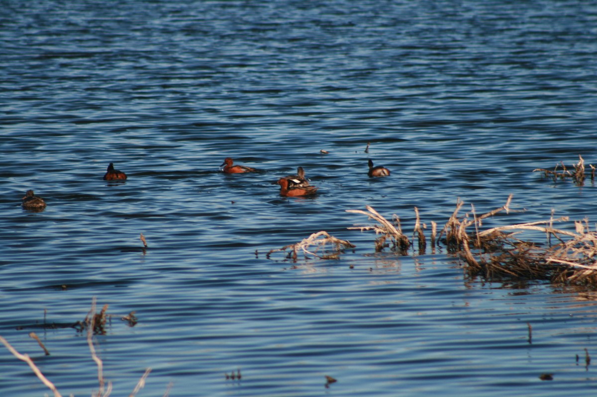 Cinnamon Teal - ML244171341