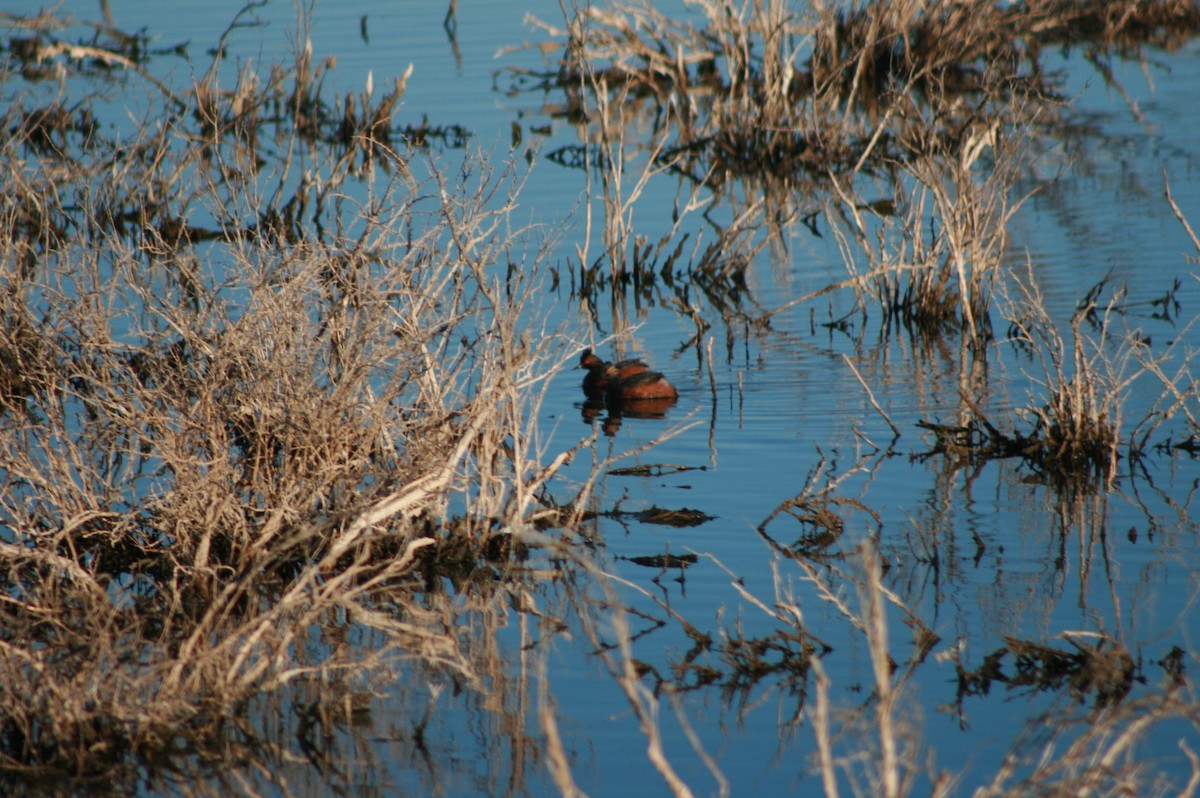 Eared Grebe - ML244171541