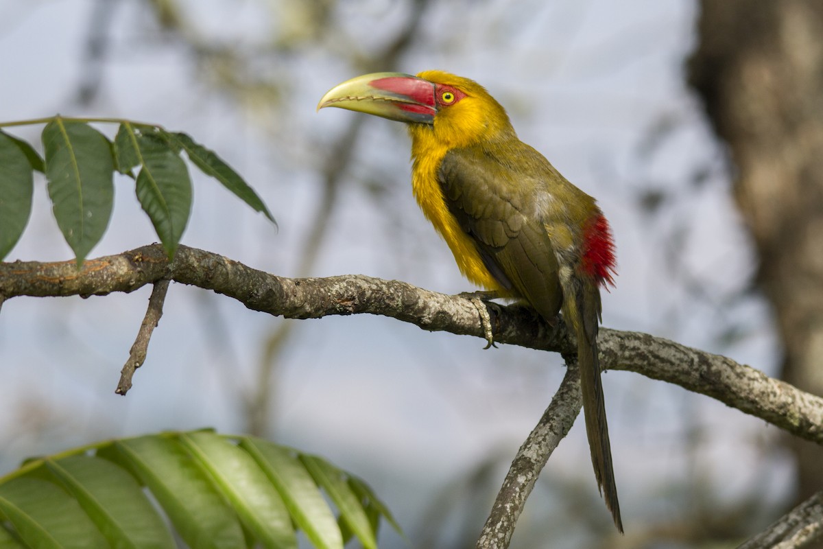 Saffron Toucanet - Andres Vasquez Noboa