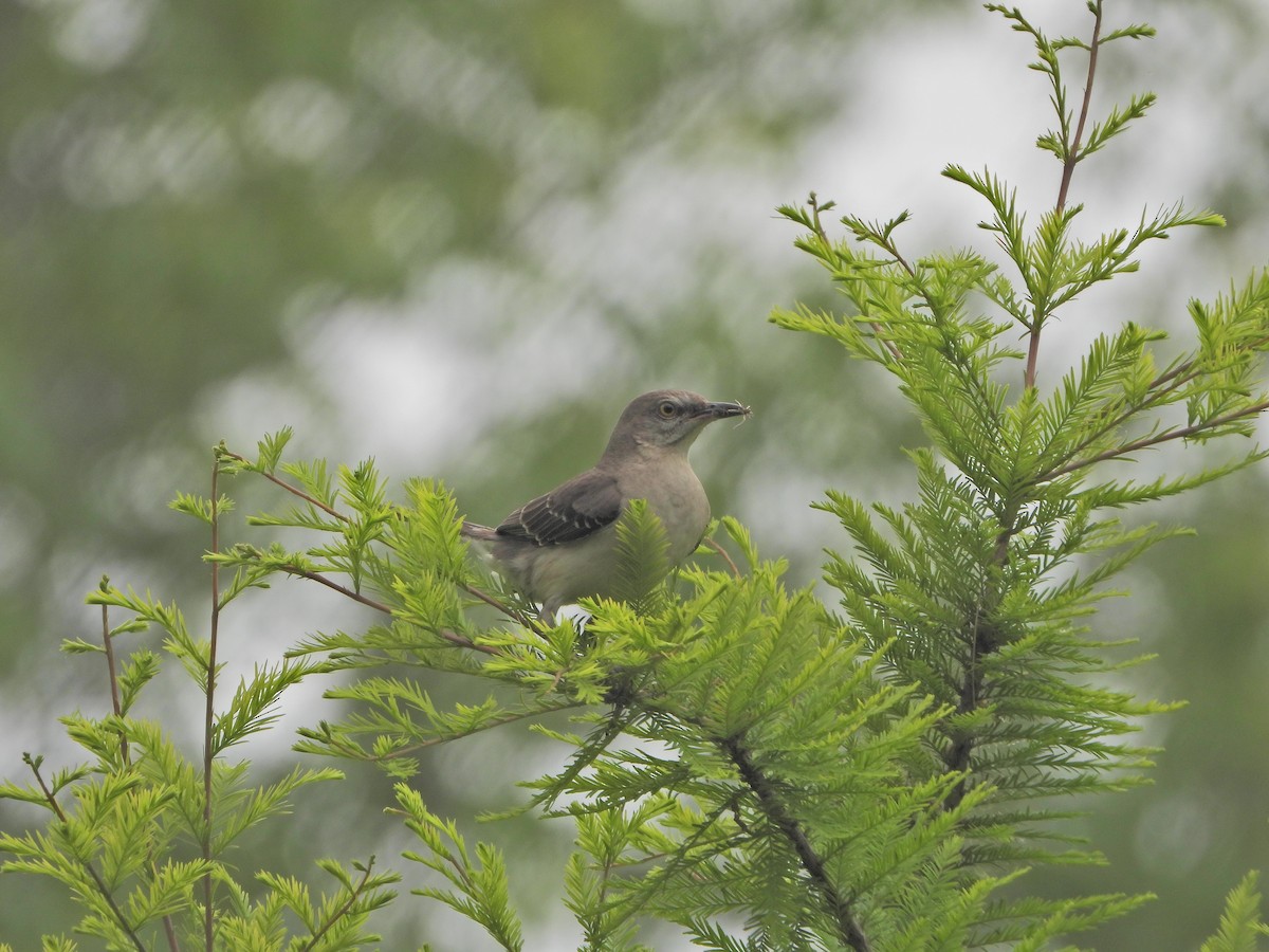 Northern Mockingbird - ML244172141