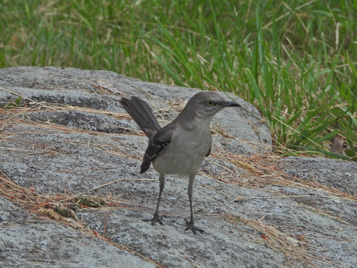 Northern Mockingbird - ML244172251