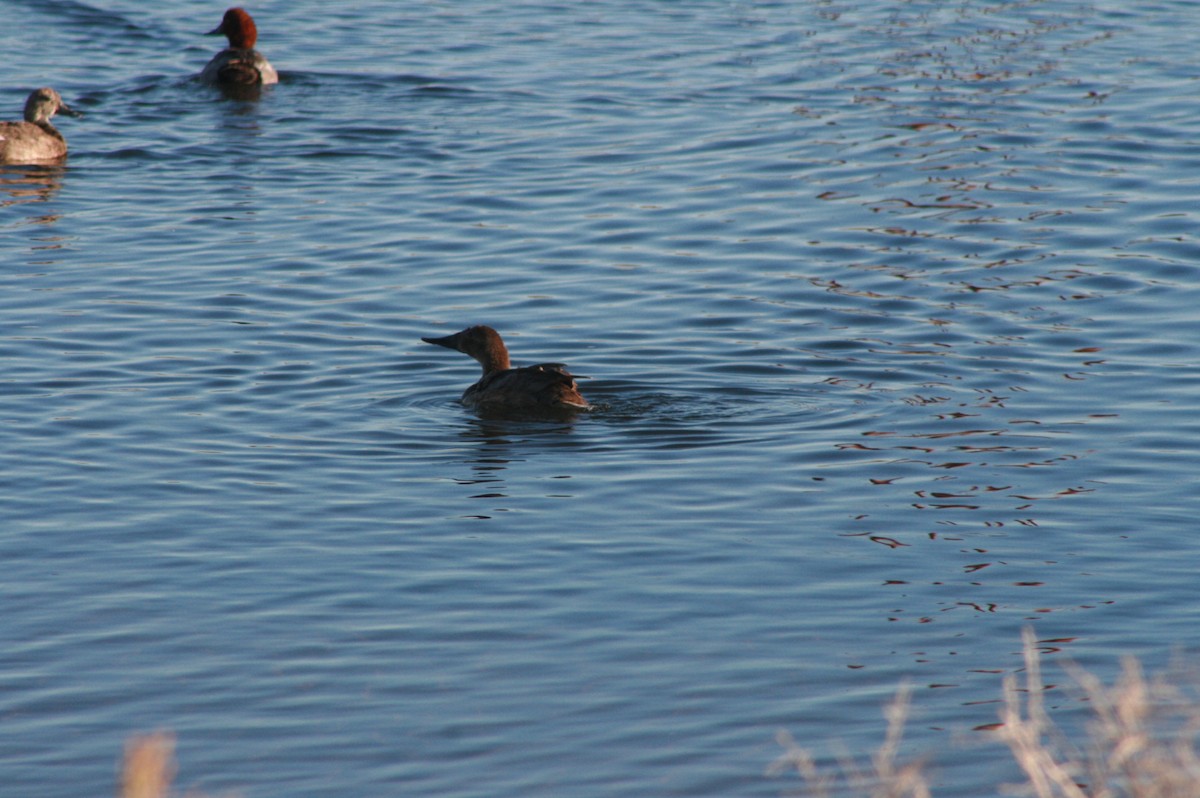 Canvasback - ML244172641