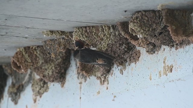 Cliff Swallow - ML244173221