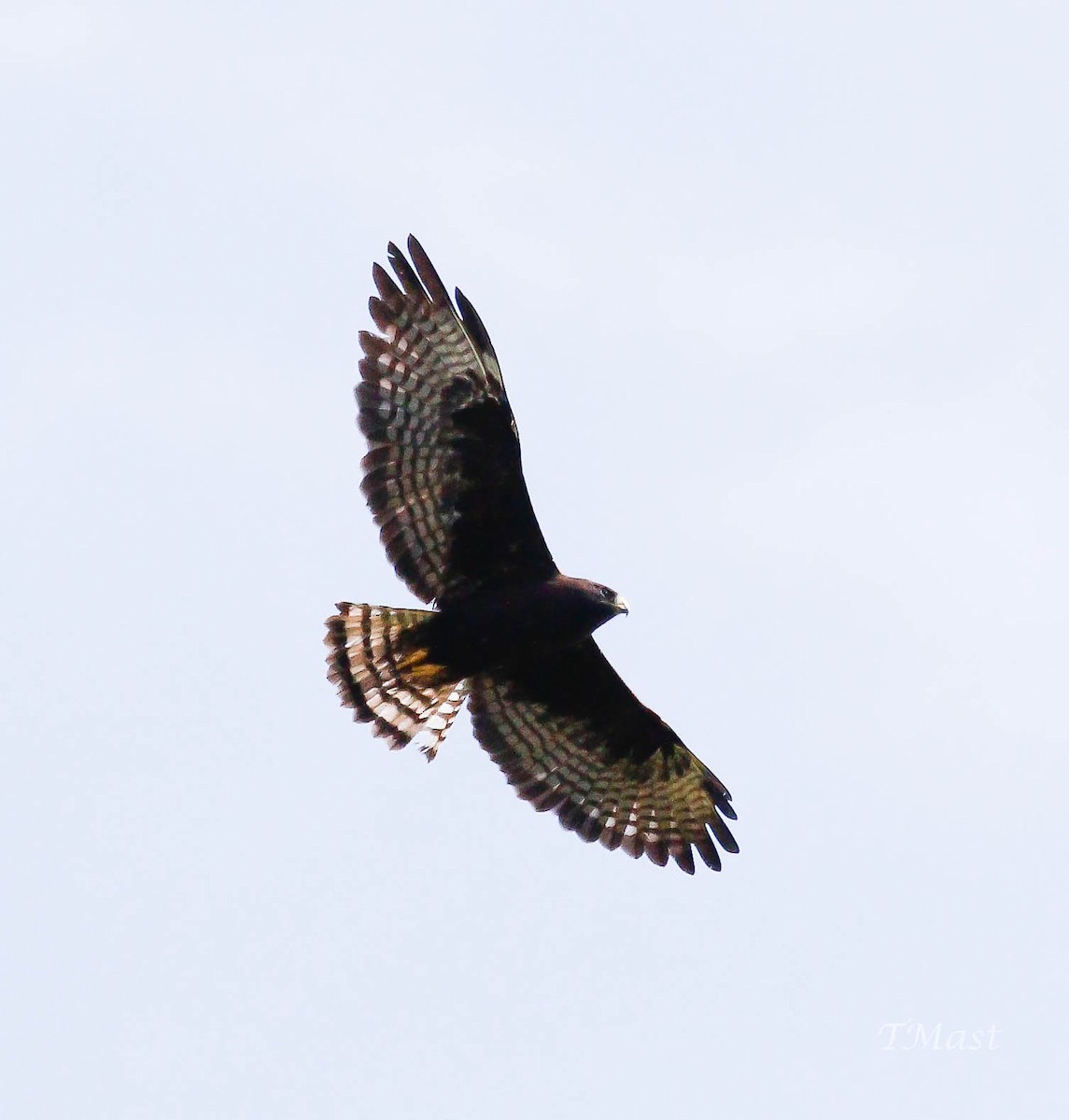 Short-tailed Hawk - ML244173291