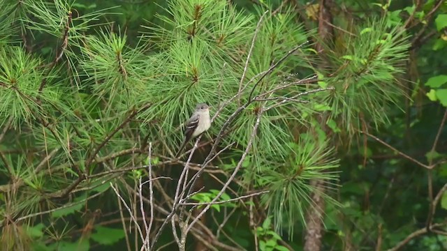 Eastern Wood-Pewee - ML244173381