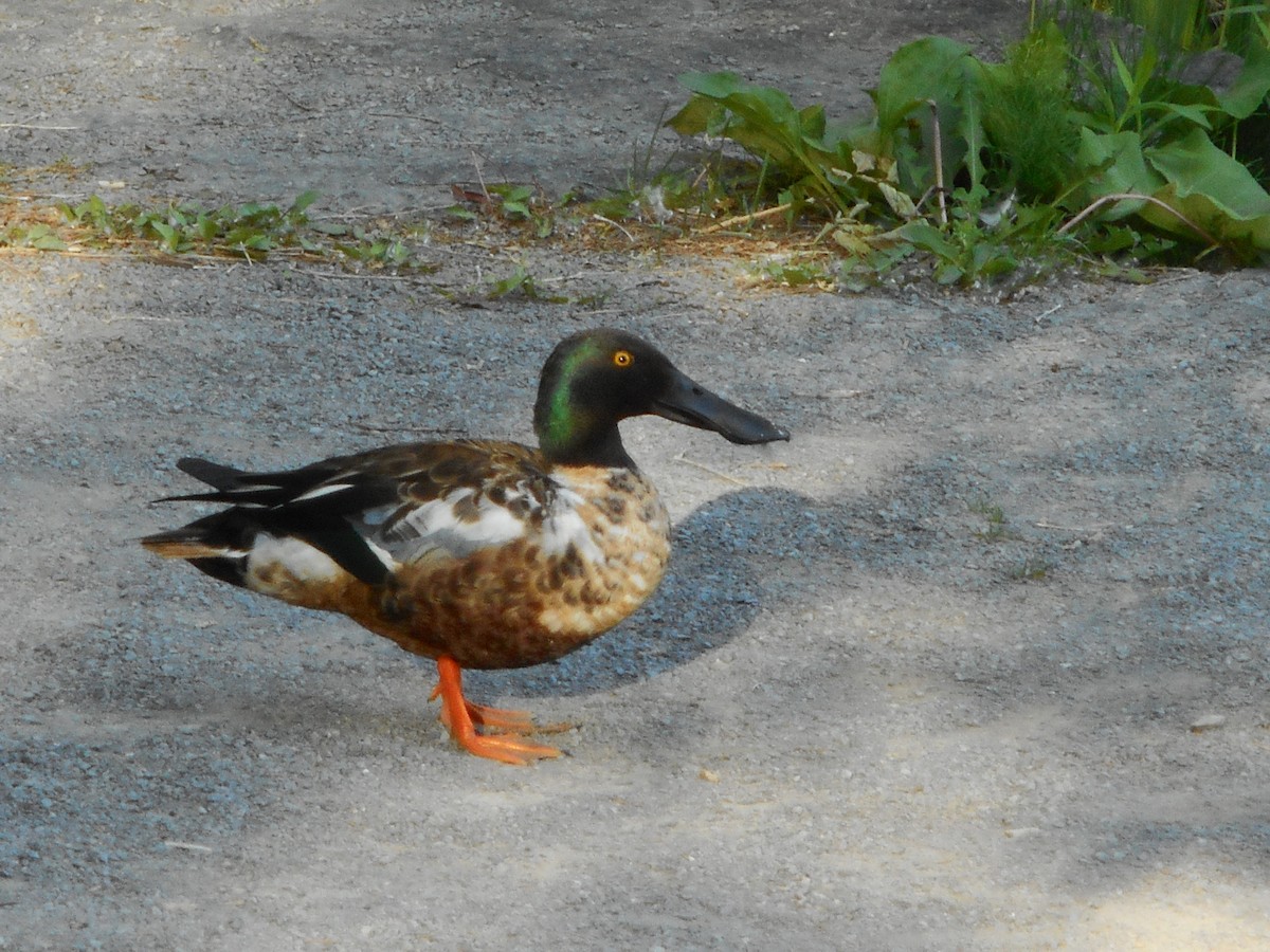 Northern Shoveler - Martine Giroux