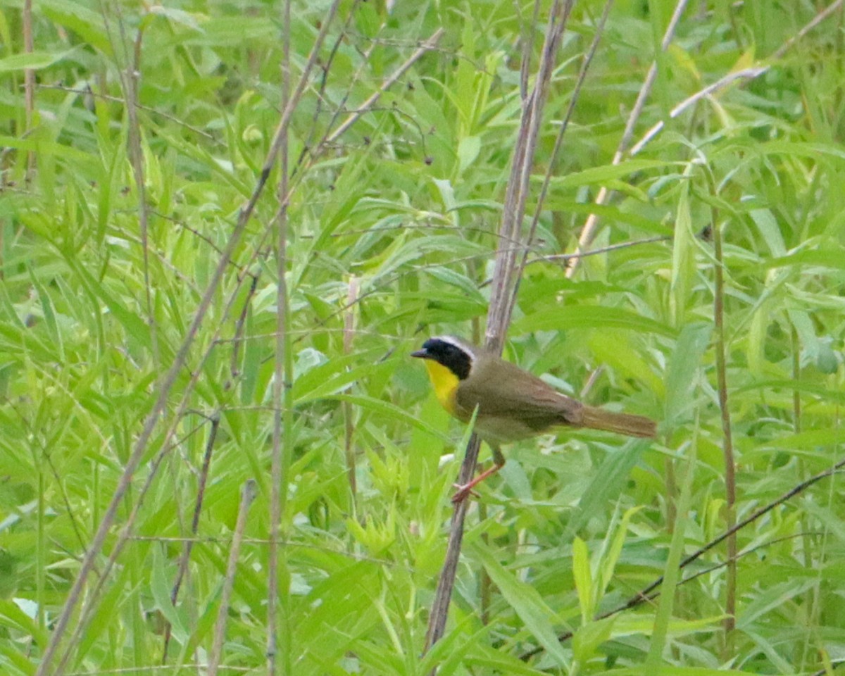 Common Yellowthroat - ML244174751