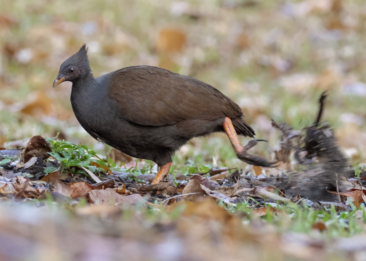 Orange-footed Megapode - Andres Vasquez Noboa