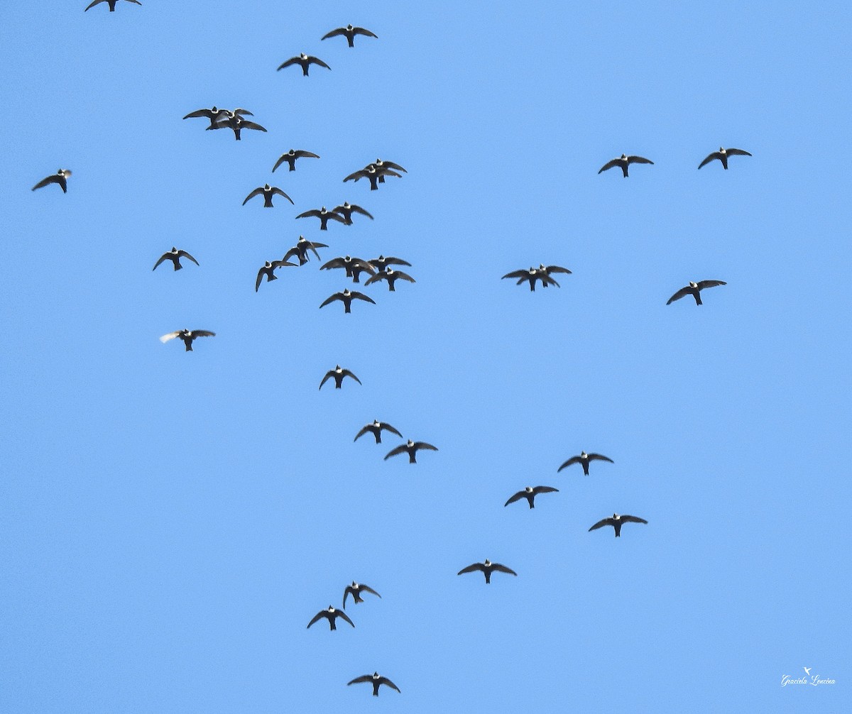 White-collared Swift - Graciela Lencina