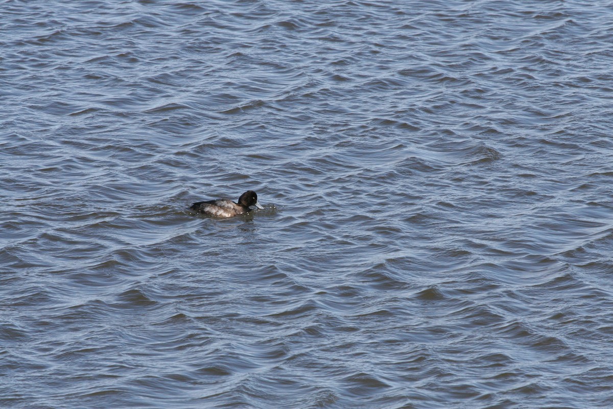 Lesser Scaup - ML24417581